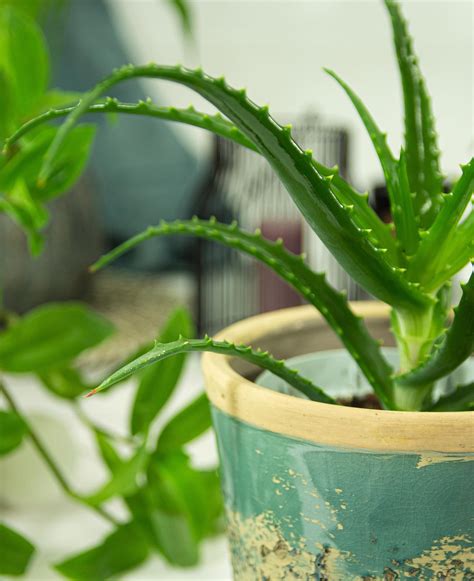 Aloes Doniczkowy Piękna Duża Sadzonka Aloe Vera Ceny i opinie Ceneo pl