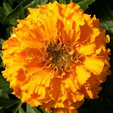 Marigold Mt Vernon Washington Tere Sue Gidlof Flickr