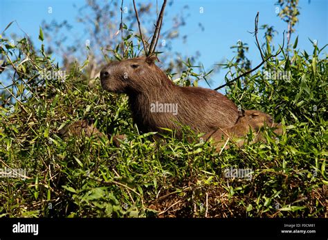 Capybara World Hi Res Stock Photography And Images Alamy