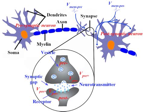 A Synaptic Junction That Connecting A Pre Synaptic And A Post Synaptic