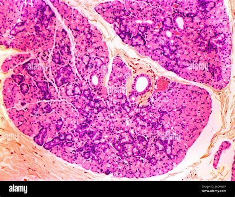 Salivary Gland Coloured Light Micrograph Of A Section Through A