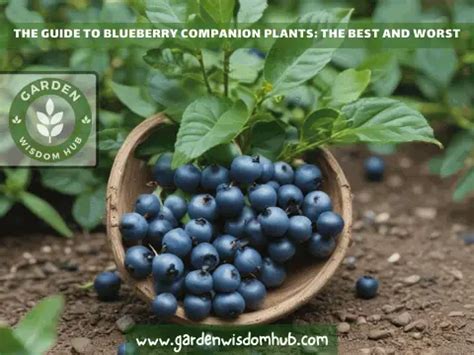 The Guide To Blueberry Companion Plants The Best And Worst