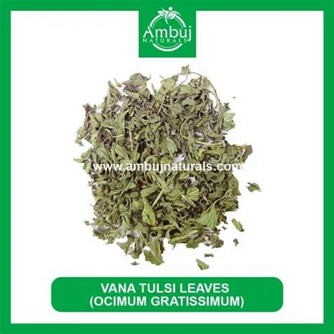 Vana Tulsi Leaves At Best Price In Piparia By Ambuj Naturals Id