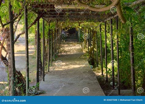 Garden way stock photo. Image of nature, spring, garden - 42607508