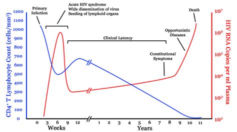 Cd4 Count Dropping Viral Load Stable In Hiv Infection Graph