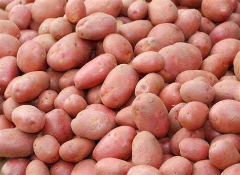 Red Potatoes This Distinguishes Them From Other Potato Varieties