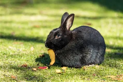 Florida White Rabbit Care & Characteristics Guide