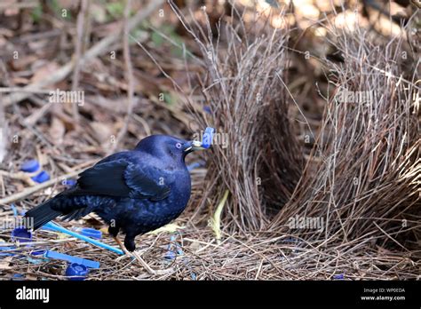 satin bowerbird  courtship display   bower stock photo alamy