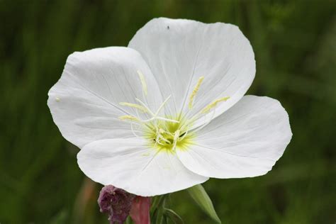 White Evening Primrose Wildflower Free Stock Photo Public Domain Pictures