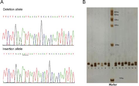 Figure From An Indel Polymorphism In The Untranslated Region Of