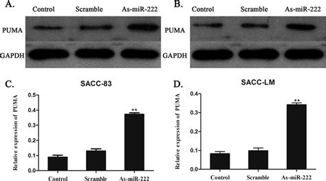 Expression Of Puma In A C Sacc And B D Sacc Lm Cells After