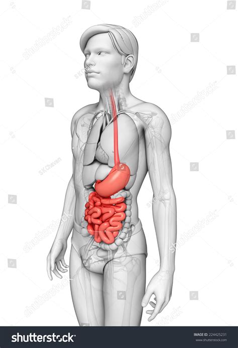 Illustration Male Small Intestine Anatomy Ilustraci N De Stock