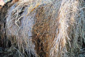 Can Goats Eat Moldy Hay Agriculture Site