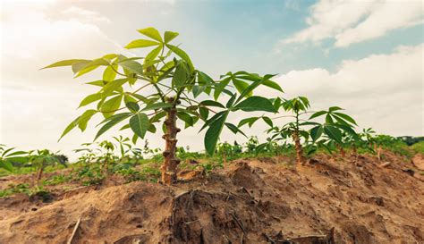 Mandioca Como Plantar E Quais Os Principais Cuidados No Cultivo