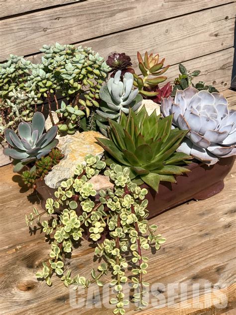 СМ093 Композиция сукулентни растения в керамична кашпа – Кактус онлайн