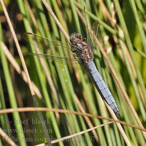 Orthetrum Coerulescens Keeled Skimmer Lille Blapil Hoikkasinikorento