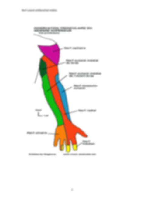 Solution Le Nerf Cutane Antebrachial Medial Studypool