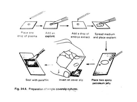 Animal cell & tissue culture