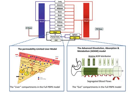 Pbpk Model Showing Both The Adam And Perl Model The Adam Module