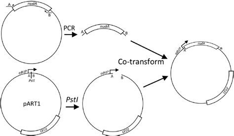 Gap Repair Cloning Of The Nuda Gene The Nuda Gene Is Ampli Fi Ed By