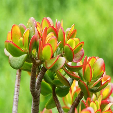 CRASSULA Pépinière La Colle Noire