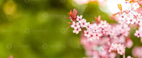 Spring background. Fresh flowers in bloom, beautiful soft colors ...