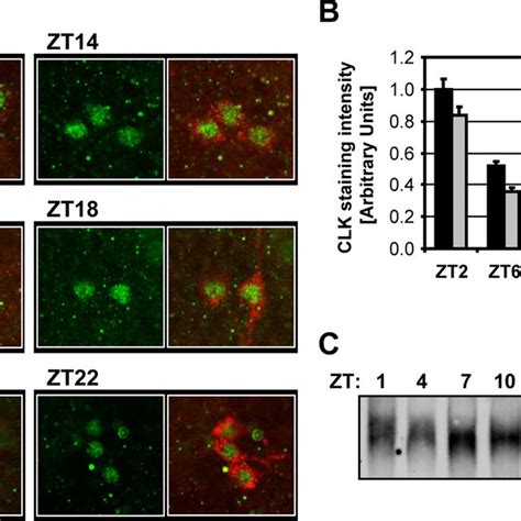 Oscillations Of Clk Protein Levels In Circadian Neurons A Clk Download Scientific Diagram