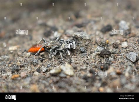 Wespenjagd auf gartenboden Fotos und Bildmaterial in hoher Auflösung