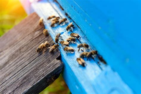 Bienen Aus Der Honigsammlung Honigbienen In Blauem Bienenstock Eingang