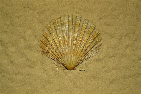 Beautiful Textural Seashell On Sand Background Stock Image Image Of