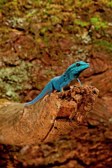 Electric Blue Day Gecko Lygodactylus Photograph By David Northcott