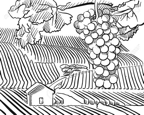 Vineyard Drawing at GetDrawings | Free download