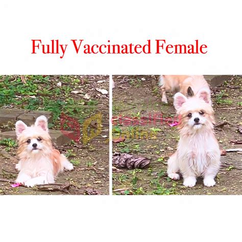 For Sale: Pomeranian Papillon Mix - Half Way Tree