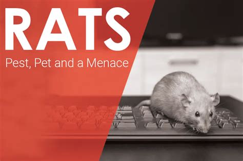 Rats Control Services Abu Dhabi Rodent Pest Control Dubai