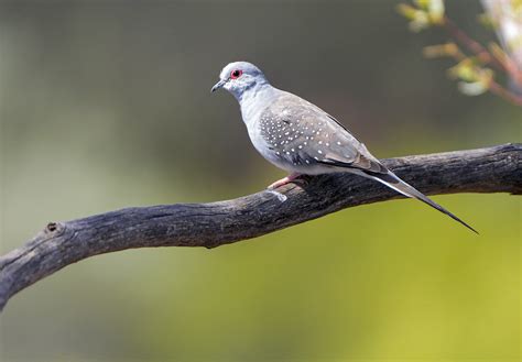 Diamond Dove Gluepot March Paul Melrose Flickr