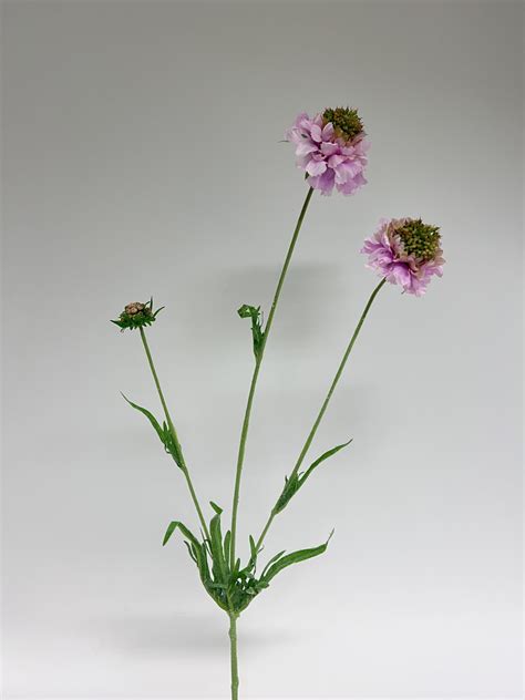 Scabiosa Salmon Queen Roze Cm Groothandel In Zijden Bloemen