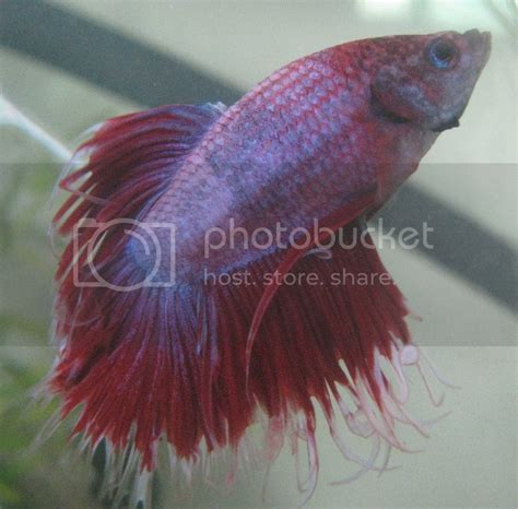 My Baby Betta Fish Pictures, Images & Photos | Photobucket