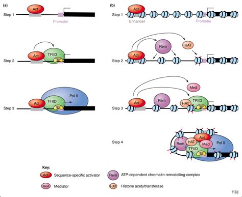 Classical Models For The Activation Of Gene Transcription A Download Scientific Diagram