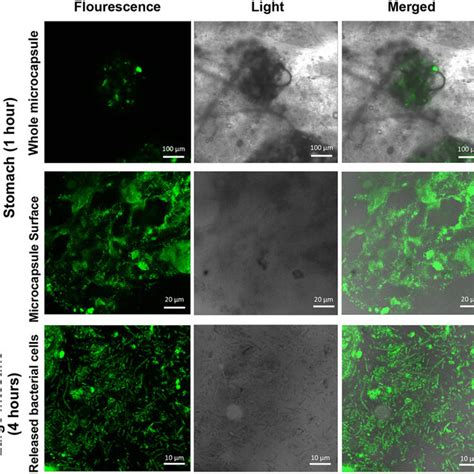 Representative Confocal Fluorescence Microscope Z Stack Images Of