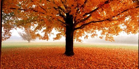 Fall Image, Best Fall, 6667x3334, #7413