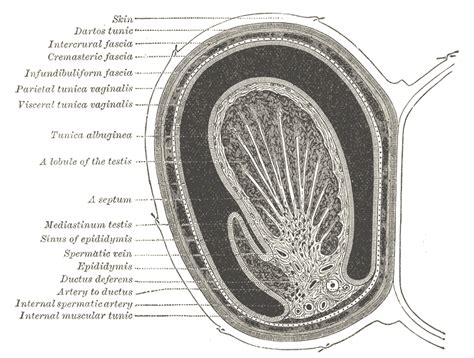 Testicular Vein Wikidoc