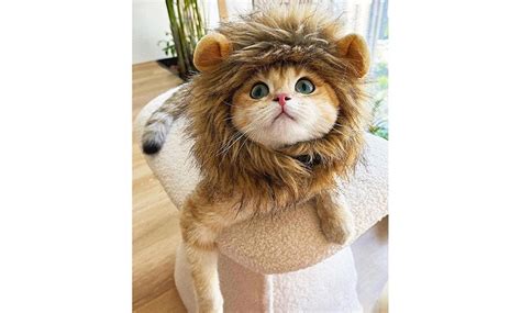 Up To 73% Off on Lion Mane for Cat, Perfect fo... | Groupon Goods