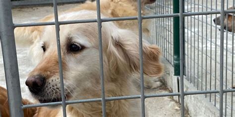 Doneer Peggy De Lange 7 Golden Retrievers Hebben Dringend Hulp Nod