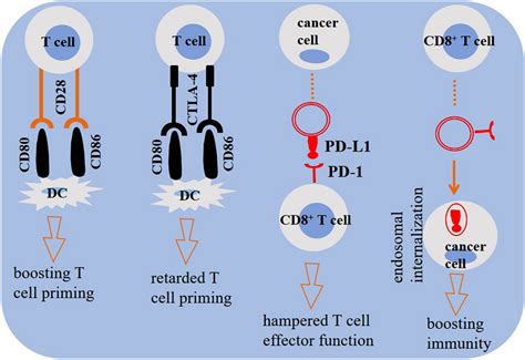 Regulatory Roles Of Checkpoints Engagement Of Cd Expressed On T