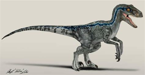 The art work of Blue the Velociraptor. : r/Dinosaurs