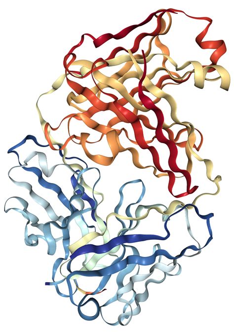 Muc Protein Overview Sino Biological