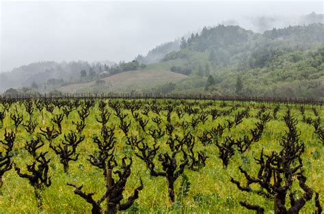 American Zinfandel on Zinfandel Day - Decanter