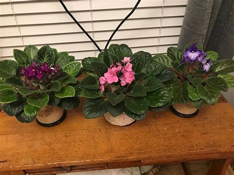 How To Grow African Violets