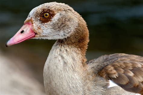 Brown Mullard Duck Free Image Peakpx