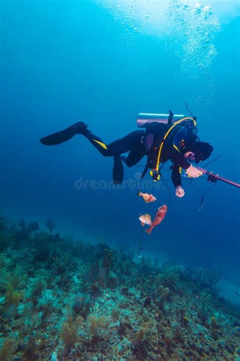 Scuba Diver With Spear Gun Stock Image Image Of Spearfishing 36144937